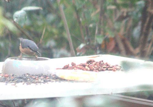 sittelle veneux 2 déc 2012 p 004.jpg