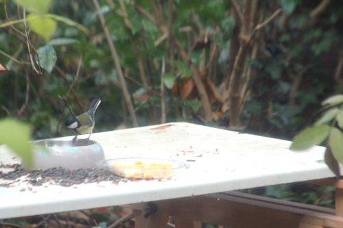 veneux 2 déc 2012 016.jpg