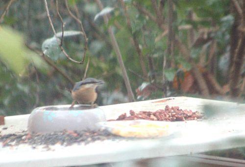 sittelle veneux 2 déc 2012 p 007.jpg