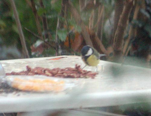 mésange pécan veneux 2 déc 2012 p 012.jpg