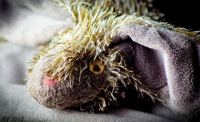 Lapin crevé / Dead Rabbit