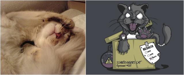 Coup de coeur : Joli conte de Noël, la pharmacopée, la princesse et le chat de Schrödinger