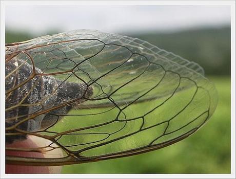 CIGALES PROVENCE (2)