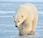 associations s'unissent pour protection ours polaires