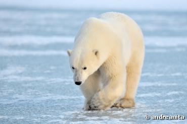 13 associations s'unissent pour la protection des ours polaires