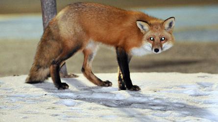 Un renard affamé se présente chez Loblaws