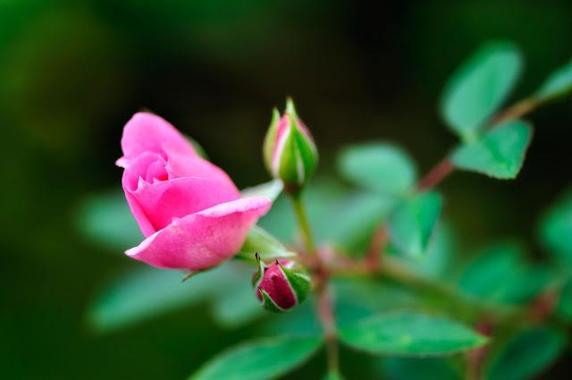 27 morts, 20 enfants...