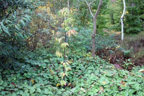 1 viburnum setigerum gb 21 oct 2012 288 (2).jpg