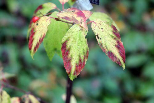 3 viburnum setigerum gb 21 oct 2012 288 (1).jpg