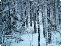 100 Albums Canadiens d'Amérique