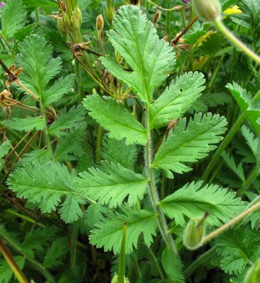 Erodium manescavii (Érodium de Manescaut)