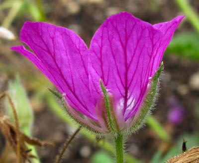 Erodium manescavii (Érodium de Manescaut)