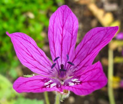 Erodium manescavii (Érodium de Manescaut)