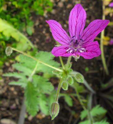 Erodium manescavii (Érodium de Manescaut)