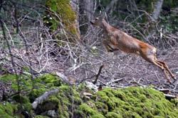 L'augmentation de la population d'ongulés sauvages favorise la dispersion du loup