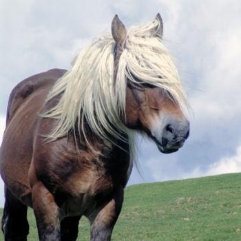 du grain pour toi, cheval. 