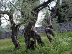 CDM_San Damiano_1.jpg