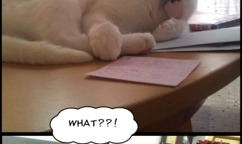 Les chats sont drôles… et intelligents !