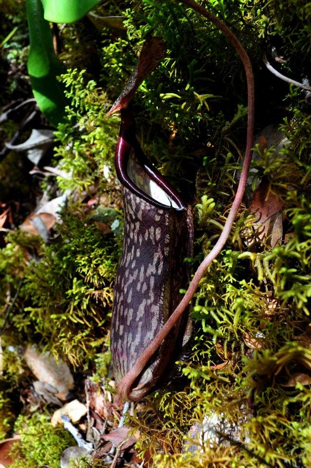 Nepenthes plante carnivore cameron highlands