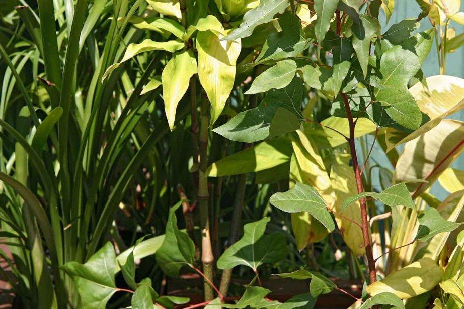 Contrer la dépression saisonnière… grâce aux végétaux