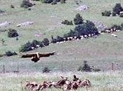 Lozère, Aveyron: cercle vicieux