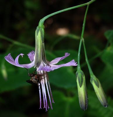 Prenanthes purpurea (Prénanthe pourpre)