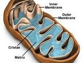 DIABÈTE, OBÉSITÉ: chercheurs manipulent l’activité mitochondriale tissu adipeux Nature Medicine
