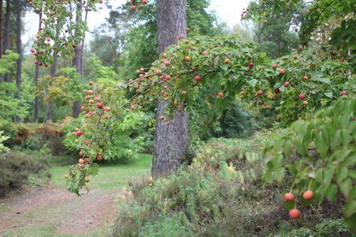 4 cornus kousa gb 6 oct 2012 062 (4).jpg