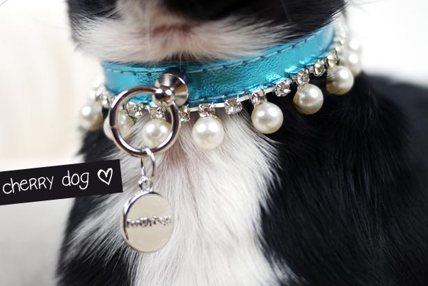 Des colliers à strass, à noeuds, à perles pour chiens