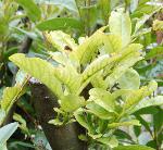 Laurier malade après taille tardive