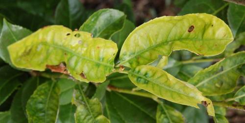 Laurier dégâts taille tardive