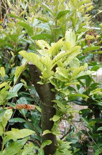 Laurier malade à cause taille tardive