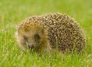 La fin du monde, c'est demain !