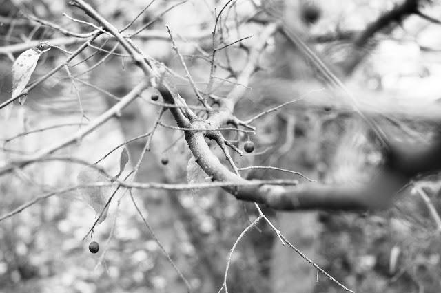 Le Lac du Bourget {encore et toujours}