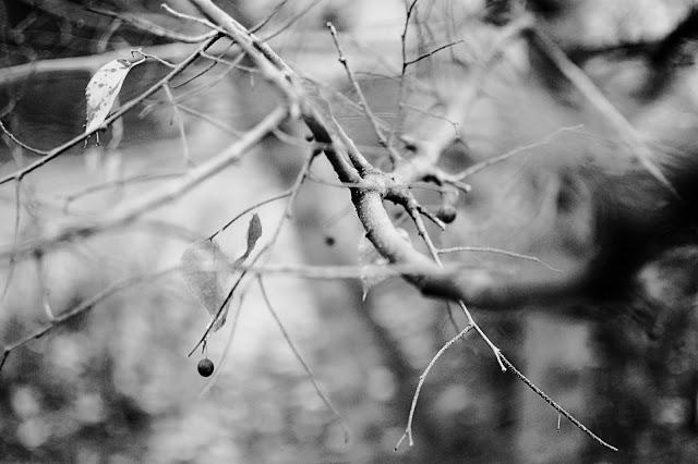 Le Lac du Bourget {encore et toujours}