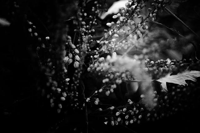 Le Lac du Bourget {encore et toujours}