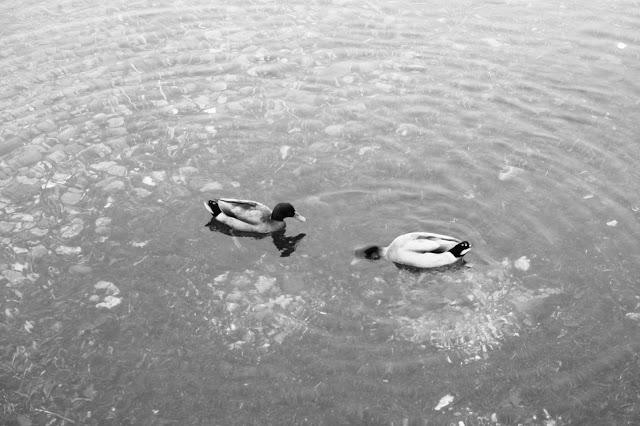 Le Lac du Bourget {encore et toujours}