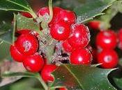 Ilex Verticillata, houx fleuristes