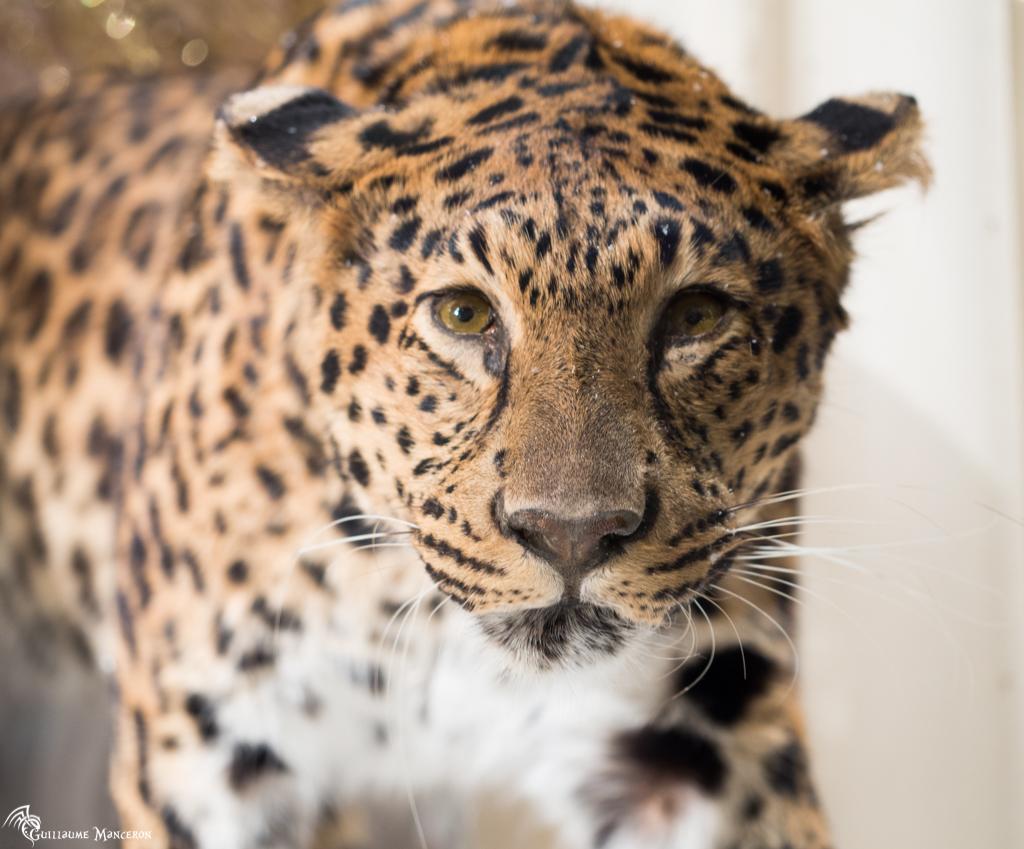 Les lumières de noel