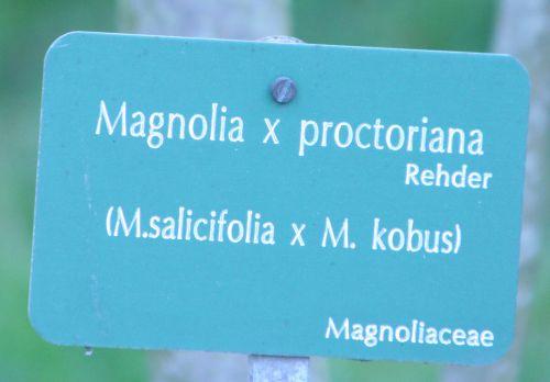 magnolia proctoriana paris 23 mars 018.jpg