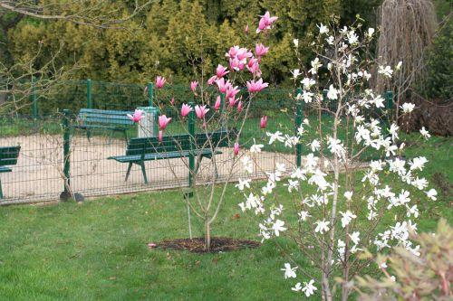 6 magnolia proctoriana Paris 12 mars 006.jpg