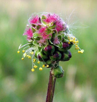 Sanguisorba officinalis (Grande pimprenelle, Pimprenelle officinale)