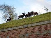 retour force l’éco-pastoralisme