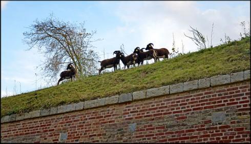 Ce sont des Moutons de Soay qui assurent l'entretien des abords de la citadelle de Lille (59) - Photo: CC Lamiot