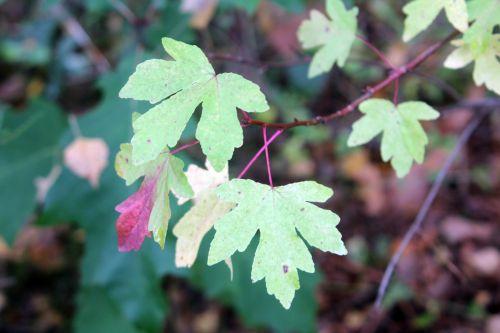 o 2 liquidambar orientalis gb 21 oct 2012 358 (2).jpg