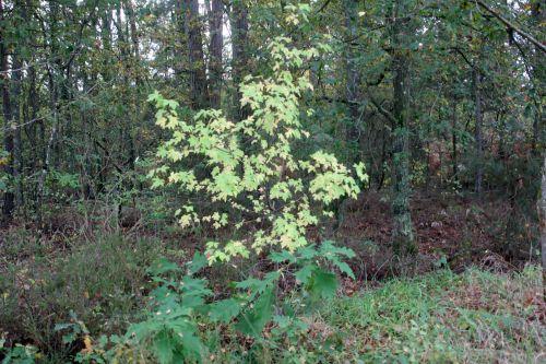 o 1 liquidambar orientalis gb 21 oct 2012 358 (3).jpg