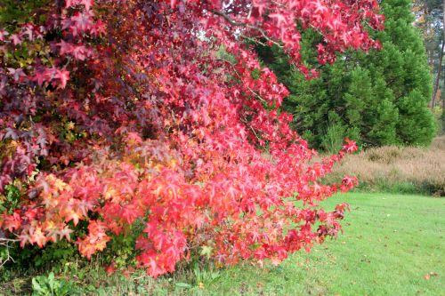 s 3 liquidambar styraciflua gb 21 oct 2012 382.jpg