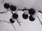 Joyeux Noël belles fêtes passe