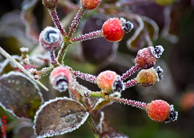 Cynorrhodons glacés / Frozen Rose Hips