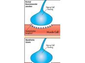 MALADIE AUTO-IMMUNE: molécule déguisait virus? Neurology